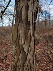 Juglans