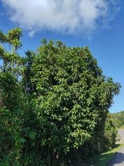 Syzygium malaccense
