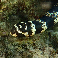 Emydocephalus annulatus