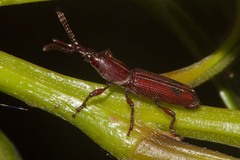Brentidae