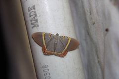 Phrygionis paradoxata