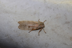 Halysidota cinctipes
