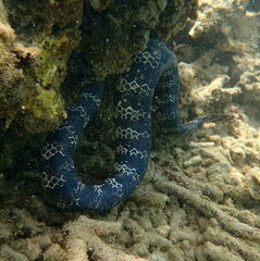 Emydocephalus annulatus