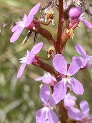 Stylidium lineare