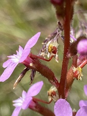 Stylidium lineare