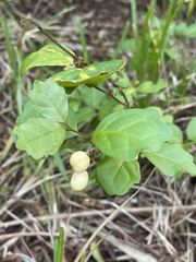 Exobasidium ferrugineae
