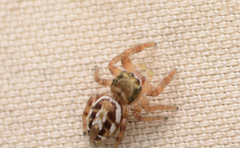 Pelegrina pervaga