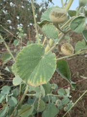 Abutilon pannosum