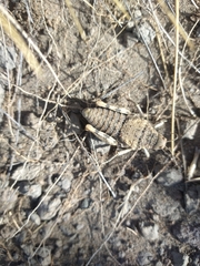Bufonacris
