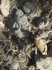 Bufonacris