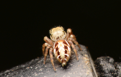 Pelegrina pervaga