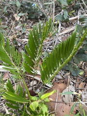 Zamia integrifolia