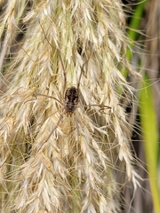 Phalangium opilio