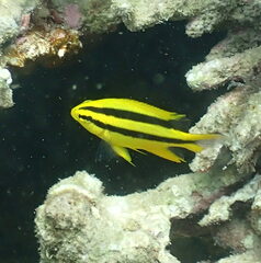 Neoglyphidodon nigroris