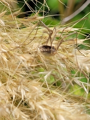 Phalangium opilio