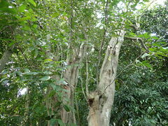 Hydnocarpus castaneus