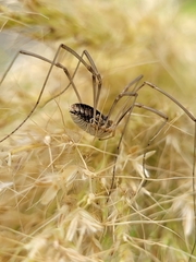 Phalangium opilio