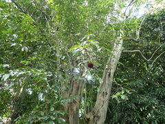 Hydnocarpus castaneus