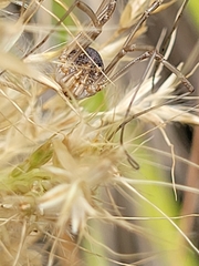 Phalangium opilio