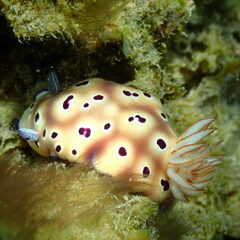 Hypselodoris tryoni