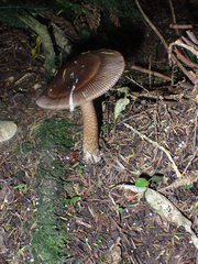 Amanita pekeoides