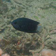 Pomacentrus chrysurus