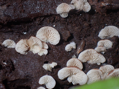 Crepidotus nanicus