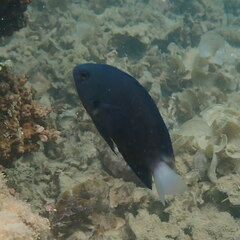 Pomacentrus chrysurus