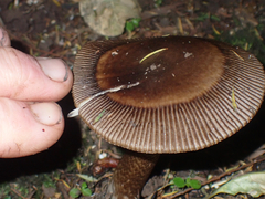 Amanita pekeoides
