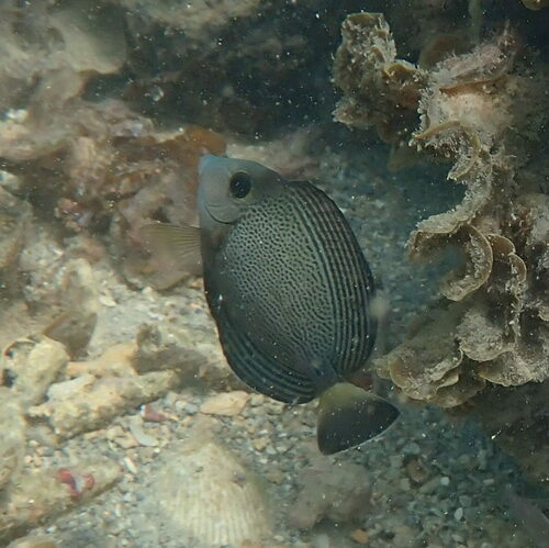 Photo of Bloch's Surgeonfish (Acanthurus blochii)