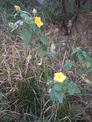 Abutilon hypoleucum