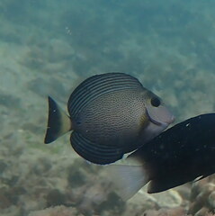Acanthurus grammoptilus
