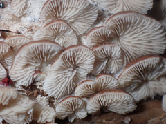 Crepidotus nanicus