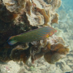 Halichoeres biocellatus