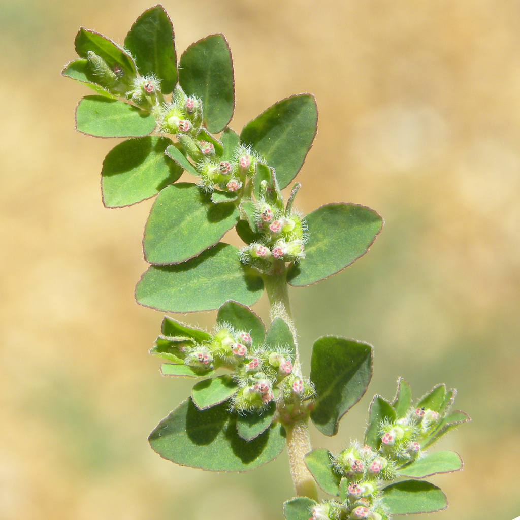 prostrate sandmat from Pride Park, Taylor Mill, KY, USA on August 18
