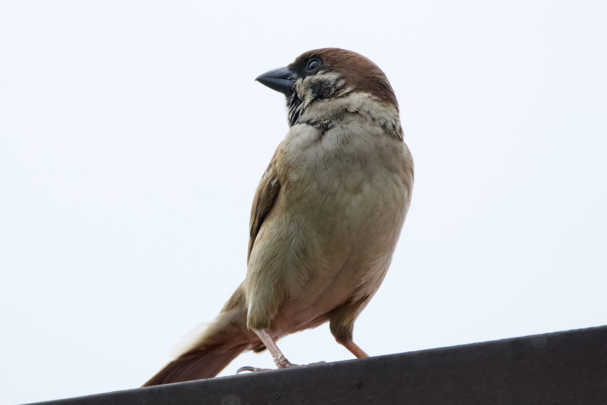 Passer montanus (Linnaeus, 1758)