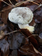 Hypomyces chrysospermus
