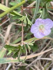 Geranium homeanum
