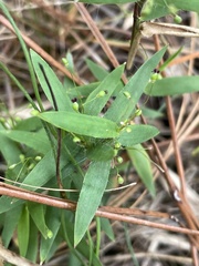 Dichanthelium patulum