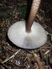 Amanita pekeoides