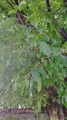 Ficus subpisocarpa