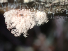 Arcyria obvelata
