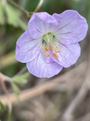 Geranium homeanum