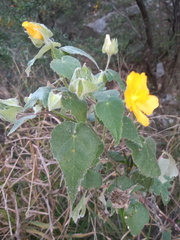 Abutilon hypoleucum