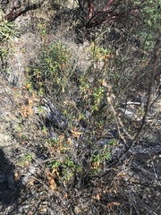 Diplacus aurantiacus