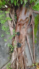 Ficus subpisocarpa