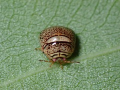 Plataspidae