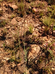 Afroaster serrulatus