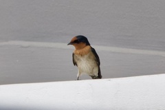 Hirundo tahitica