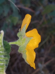 Abutilon hypoleucum